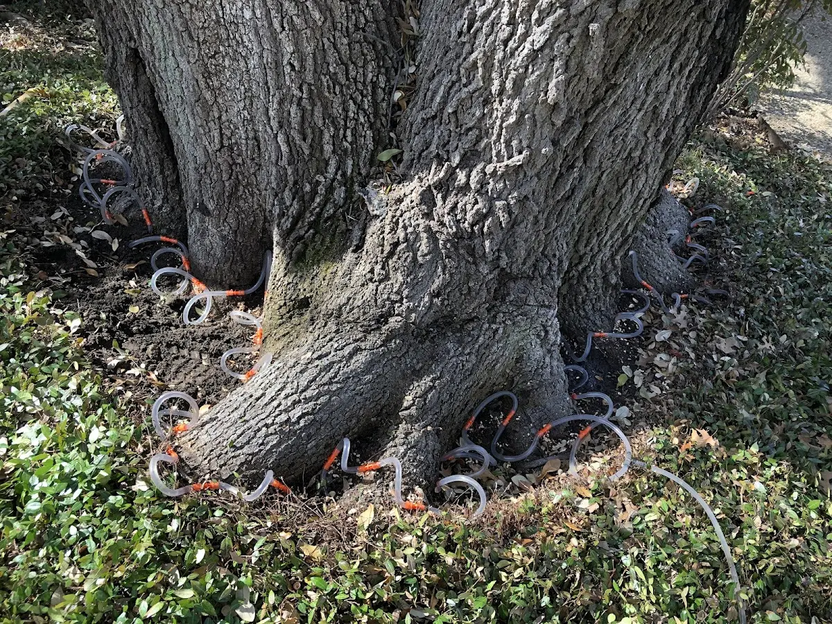 Detailed Tree Cabling and Bracing job site in Edwards