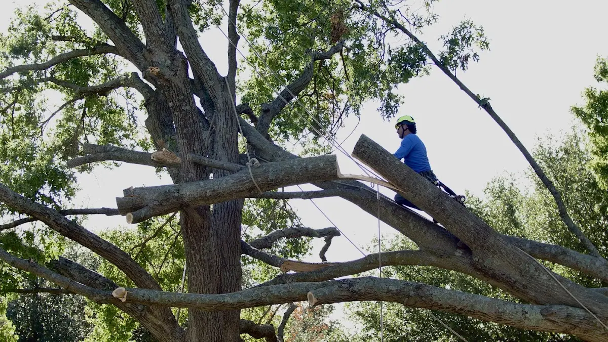 Professional Crown Thinning performed by certified arborists in Edwards