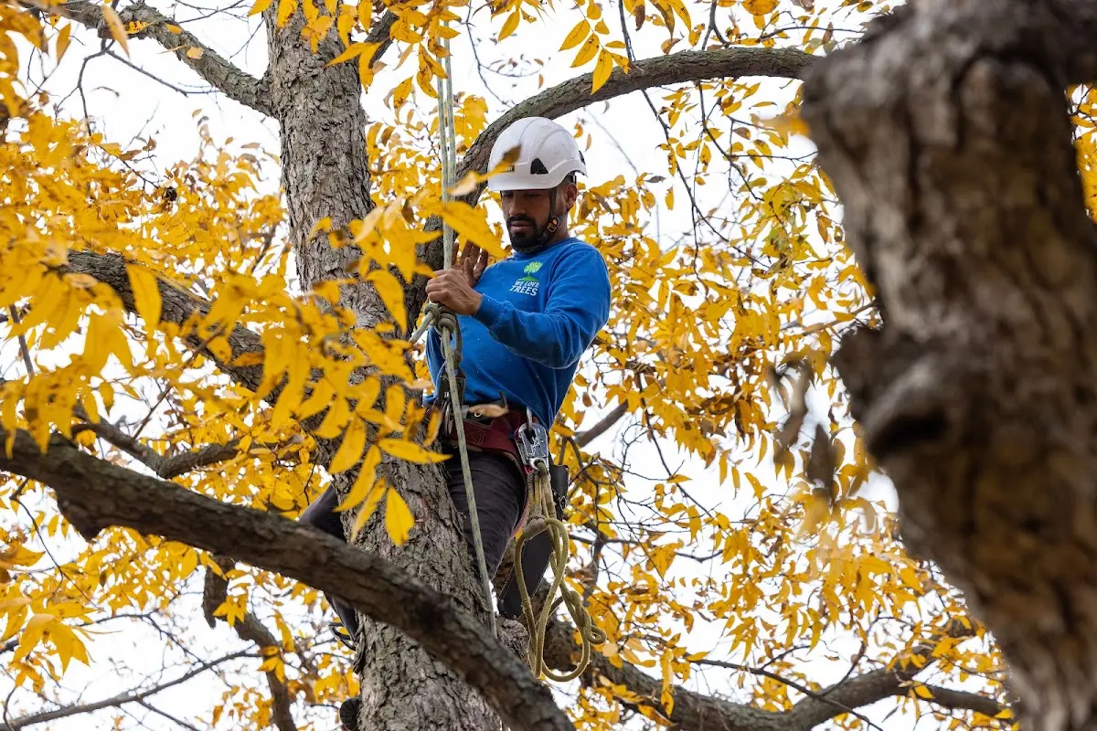 Skilled Tree Trimming crew working in Edwards